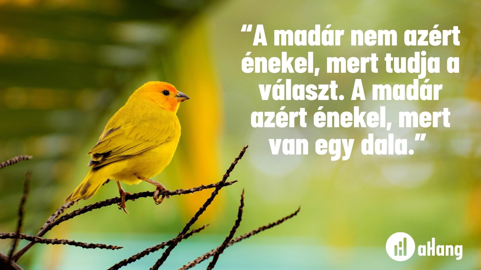 a madár nem azért énekel, mert tudja a választ. A madár azért énekel, mert van egy dala.