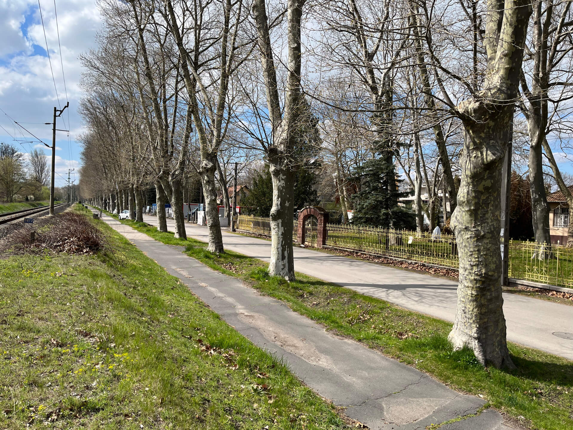 Sikerült! Nem építenek parkolókat a platánfák közé Balatonbogláron!